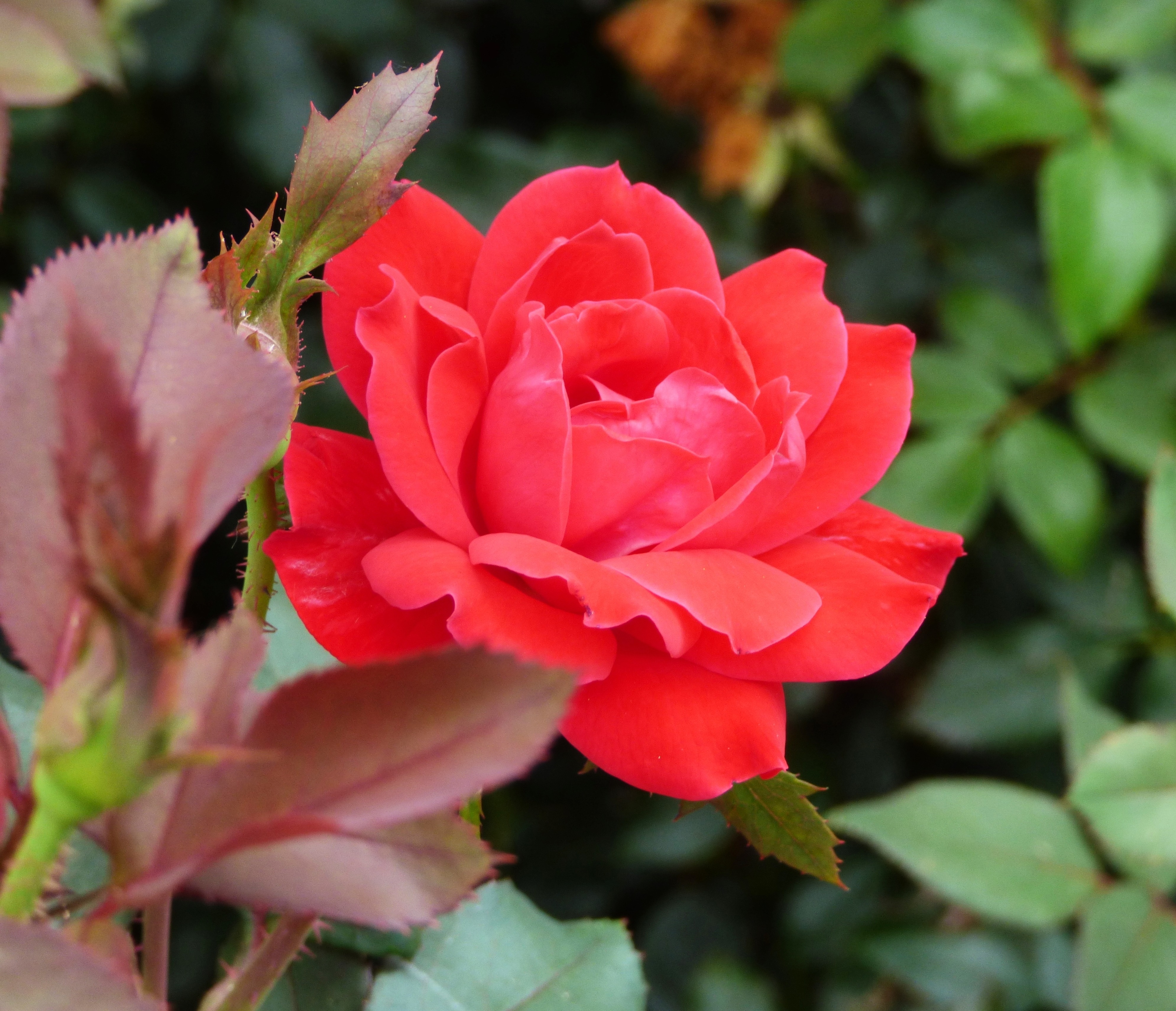 Red Rose