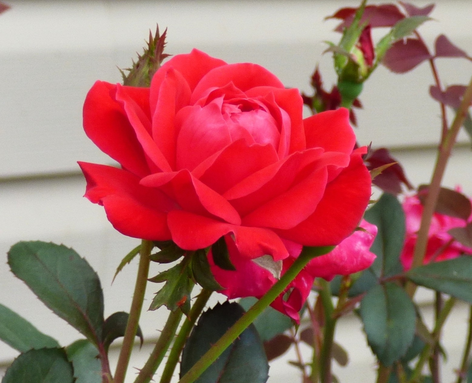 Red Rose 2