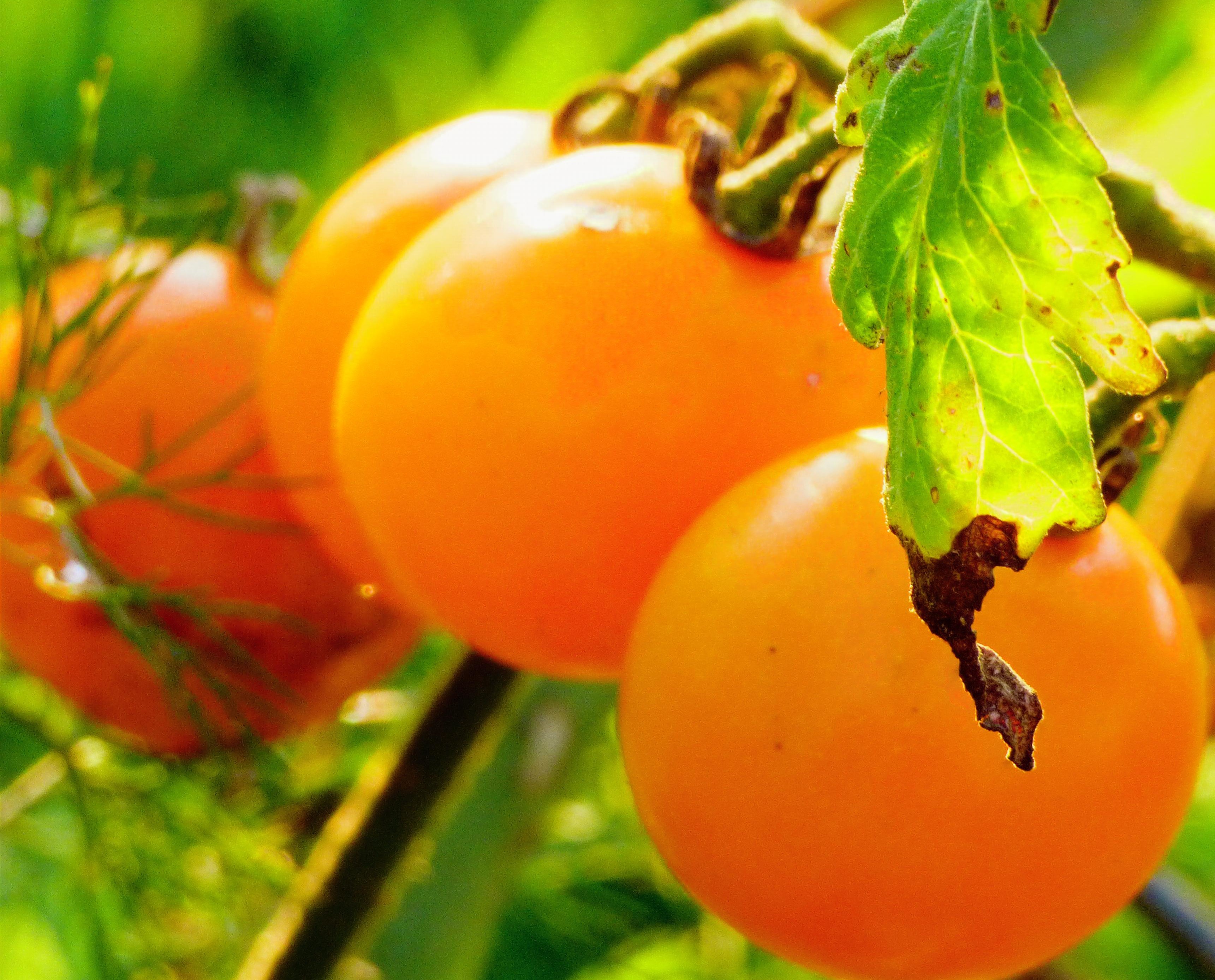 Cherry tomatoes