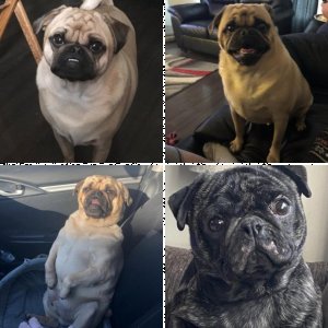 Dogs