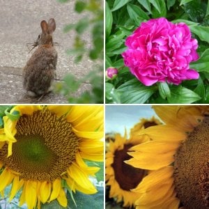 Nature Photos