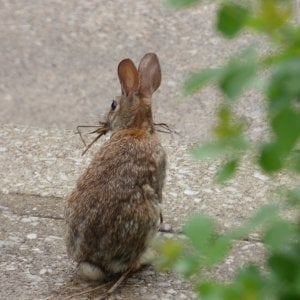 Rabbit