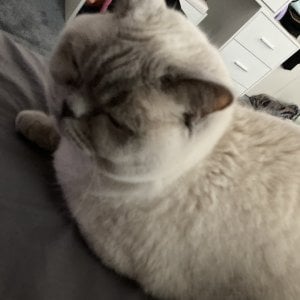 My kat