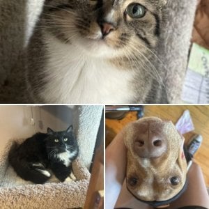 pets