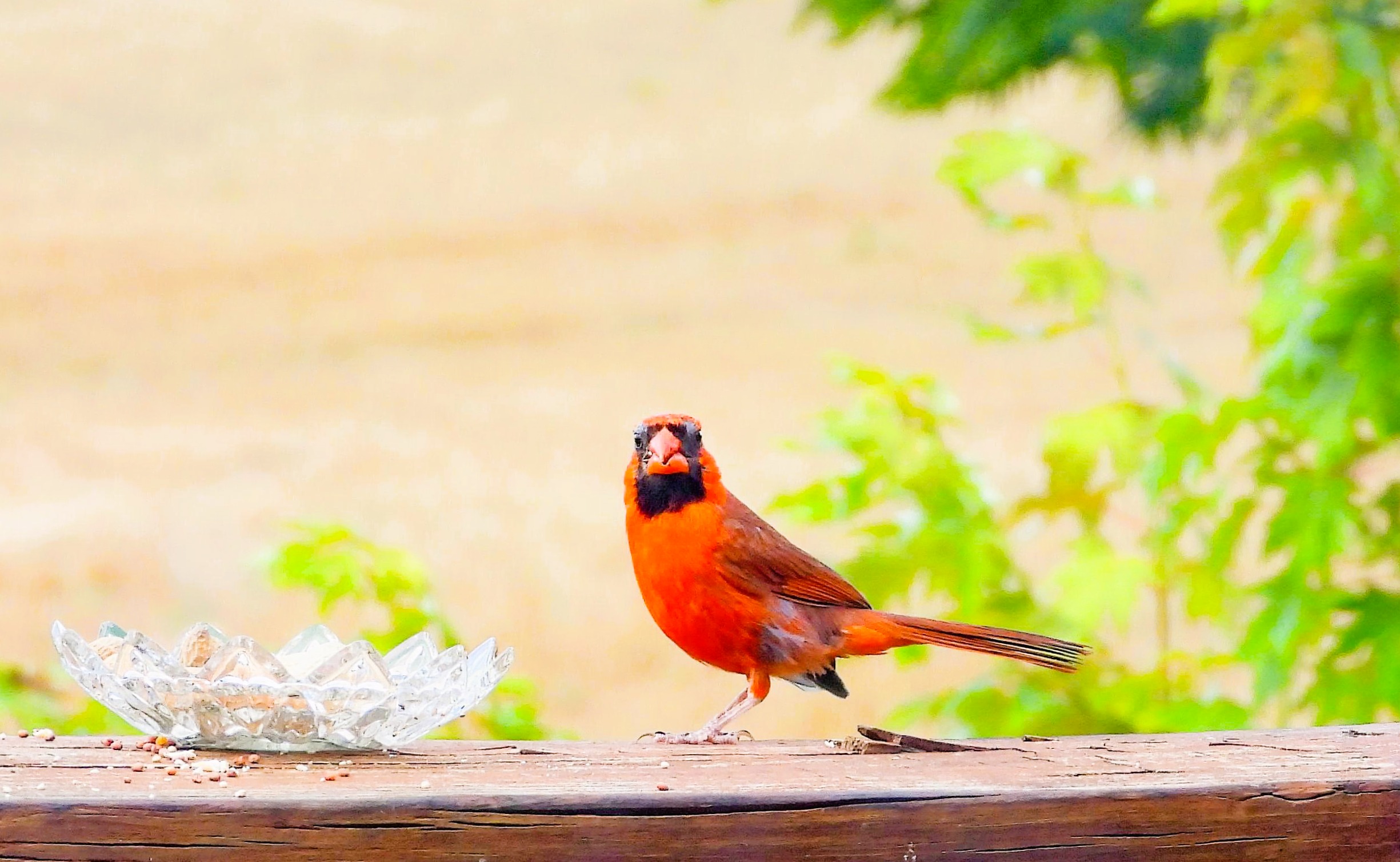 CARDINAL