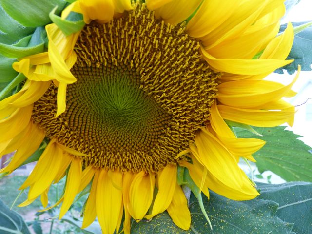 Sunflower