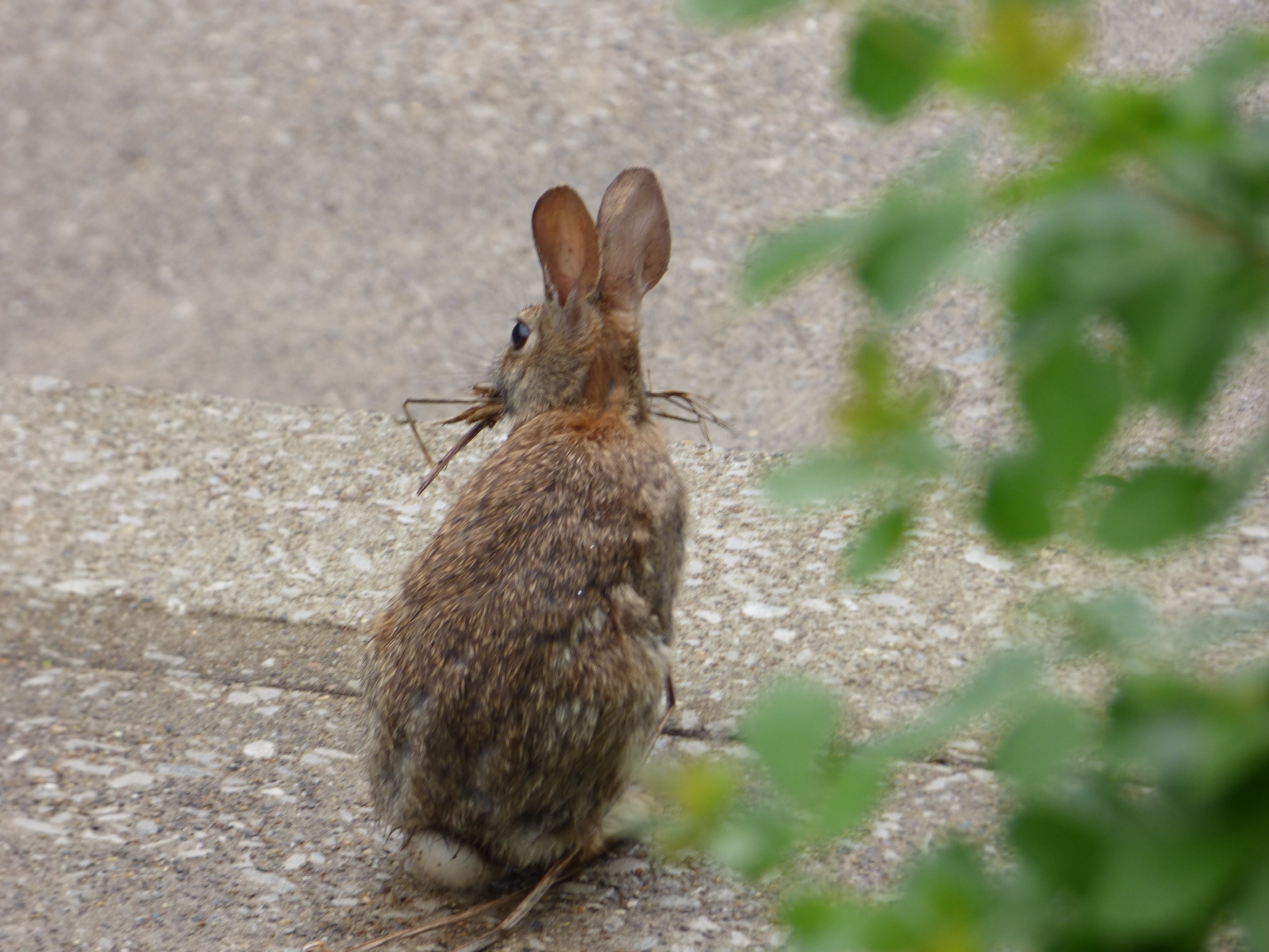 Rabbit